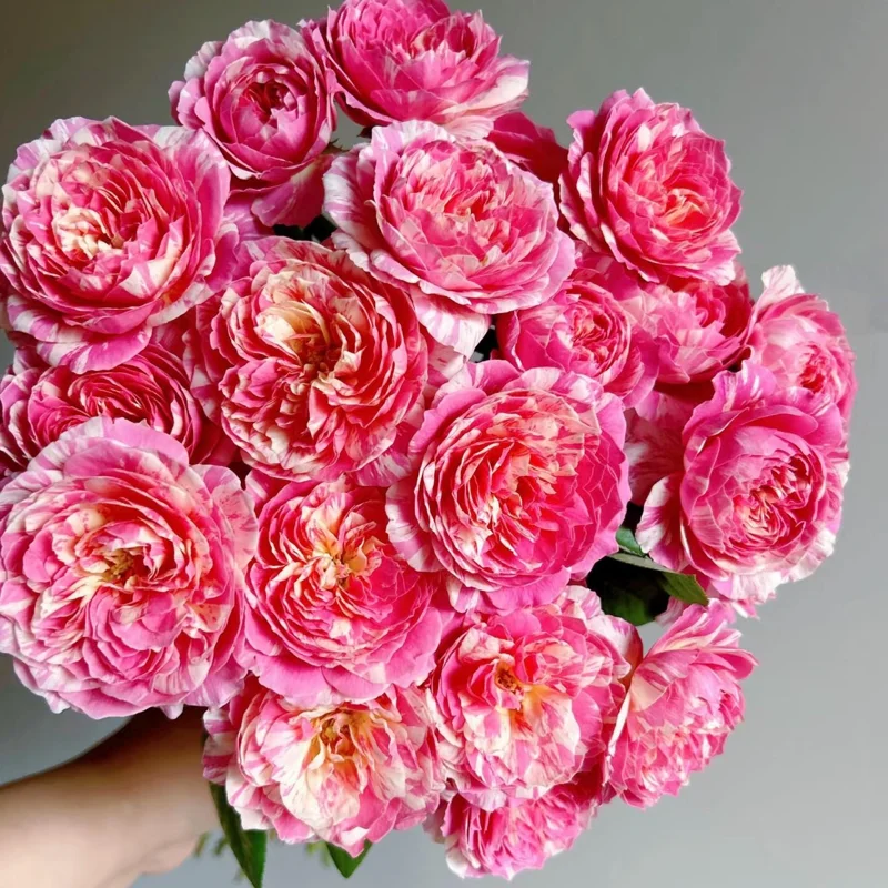 Claude Monet Rose Live Plant – Pink & Yellow Striped, Fragrant, 100 cm Tall - Image 4