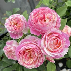 Claude Monet Rose Live Plant – Pink & Yellow Striped, Fragrant, 100 cm Tall - Image 5