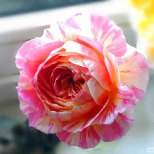 Claude Monet Rose Live Plant – Pink & Yellow Striped, Fragrant, 100 cm Tall - Image 6