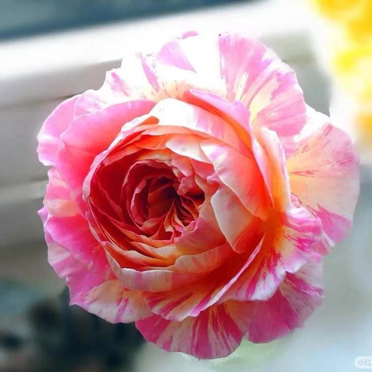 Claude Monet Rose Live Plant – Pink & Yellow Striped, Fragrant, 100 cm Tall - Image 6