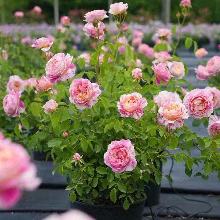 Claude Monet Rose Live Plant – Pink & Yellow Striped, Fragrant, 100 cm Tall - Image 7