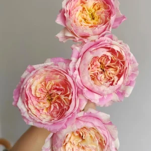 Claude Monet Rose Live Plant – Pink & Yellow Striped, Fragrant, 100 cm Tall - Image 8
