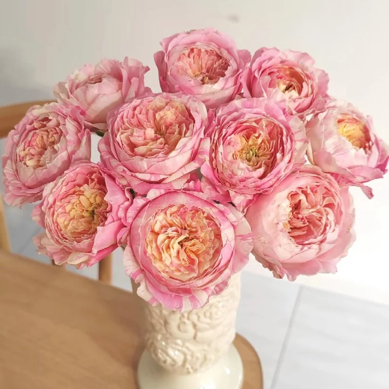 Claude Monet Rose Live Plant – Pink & Yellow Striped, Fragrant, 100 cm Tall - Image 1