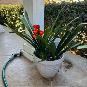Clivia Hybrid Orange Live Plant – 1-2 Feet Tall – Beautiful Flowering Plant - Image 1