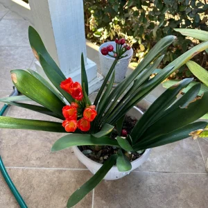 Clivia Hybrid Orange Live Plant – 1-2 Feet Tall – Beautiful Flowering Plant - Image 2
