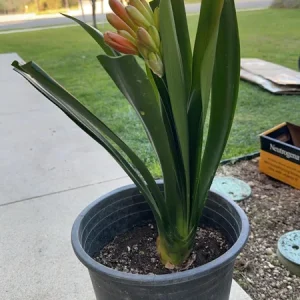 Clivia Hybrid Orange Live Plant – 1-2 Feet Tall – Beautiful Flowering Plant - Image 3