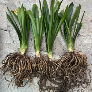 Clivia Hybrid Orange Live Plant – 1-2 Feet Tall – Beautiful Flowering Plant - Image 4