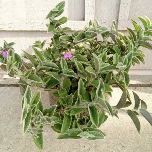 Cobweb Spiderwort Tradescantia Sillamontana Live Cuttings - 7 Pack - Image 2
