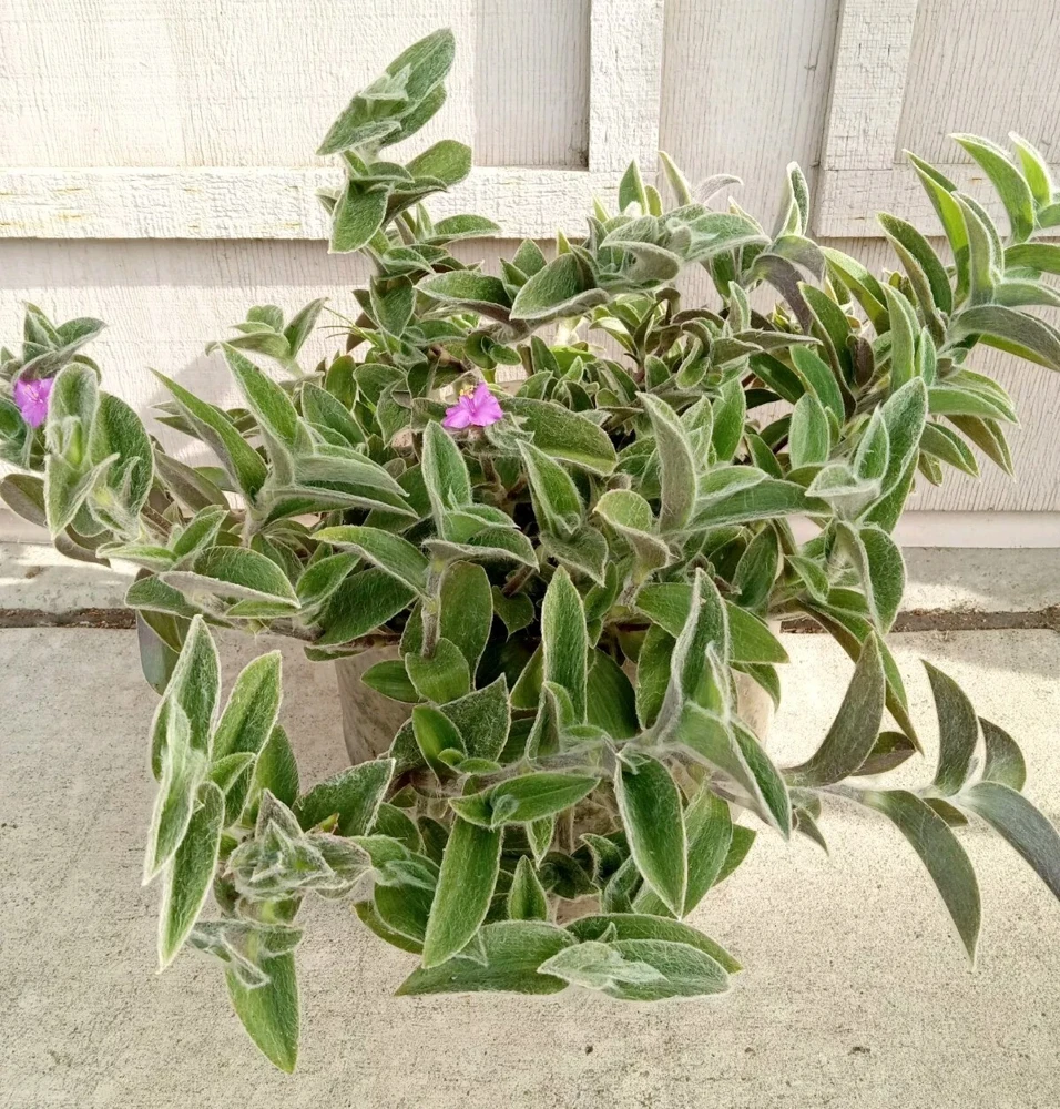 Cobweb Spiderwort Tradescantia Sillamontana Live Cuttings - 7 Pack - Image 2