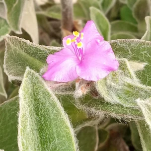 Cobweb Spiderwort Tradescantia Sillamontana Live Cuttings - 7 Pack - Image 3