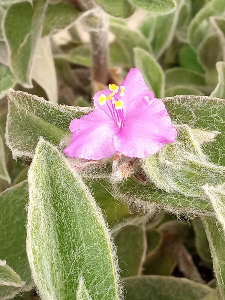 Cobweb Spiderwort Tradescantia Sillamontana Live Cuttings - 7 Pack - Image 3