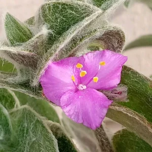 Cobweb Spiderwort Tradescantia Sillamontana Live Cuttings - 7 Pack - Image 4