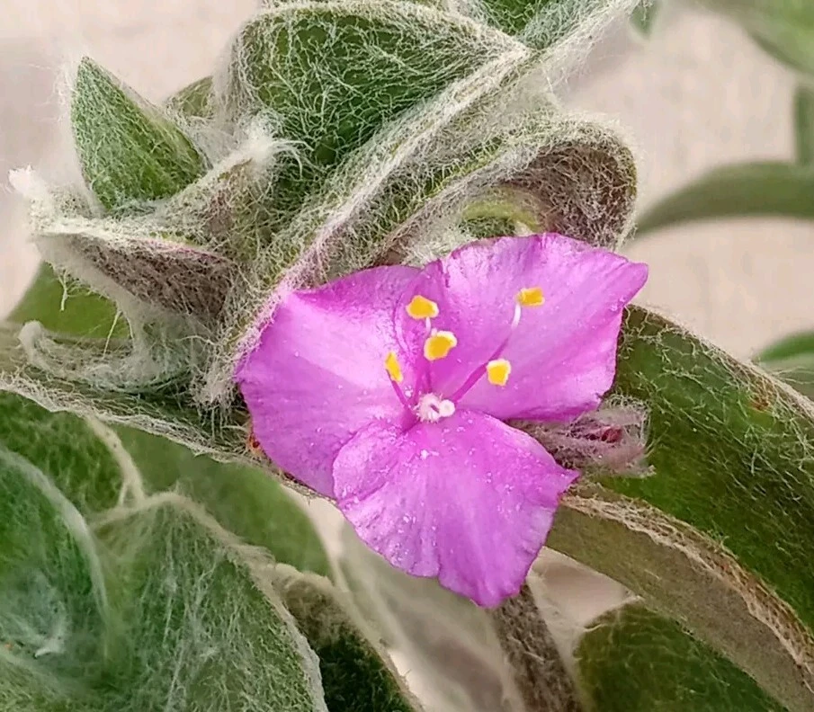 Cobweb Spiderwort Tradescantia Sillamontana Live Cuttings - 7 Pack - Image 4