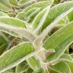 Cobweb Spiderwort Tradescantia Sillamontana Live Cuttings - 7 Pack - Image 5