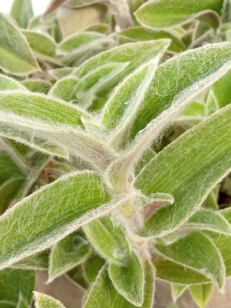 Cobweb Spiderwort Tradescantia Sillamontana Live Cuttings - 7 Pack - Image 5