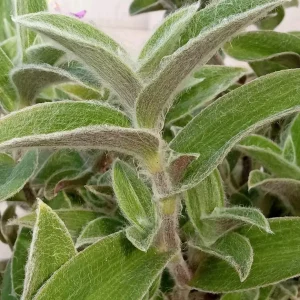 Cobweb Spiderwort Tradescantia Sillamontana Live Cuttings - 7 Pack - Image 6