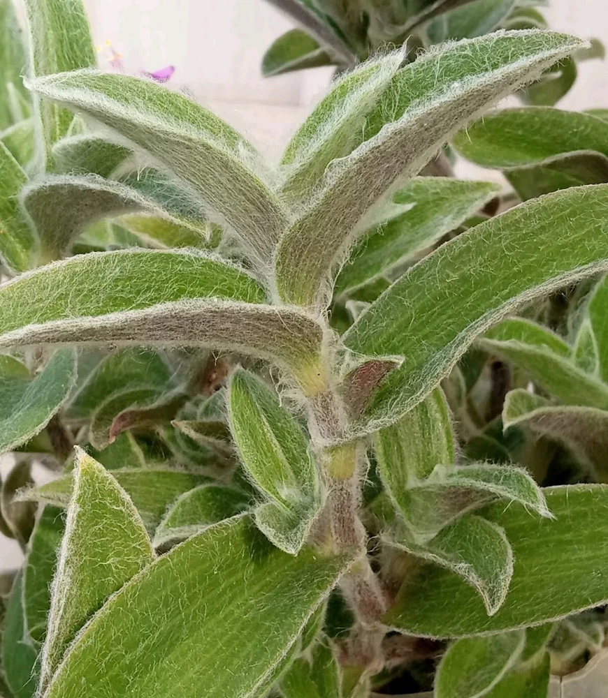 Cobweb Spiderwort Tradescantia Sillamontana Live Cuttings - 7 Pack - Image 6