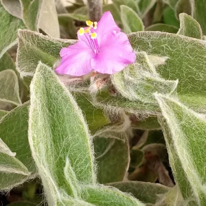 Cobweb Spiderwort Tradescantia Sillamontana Live Cuttings - 7 Pack - Image 1