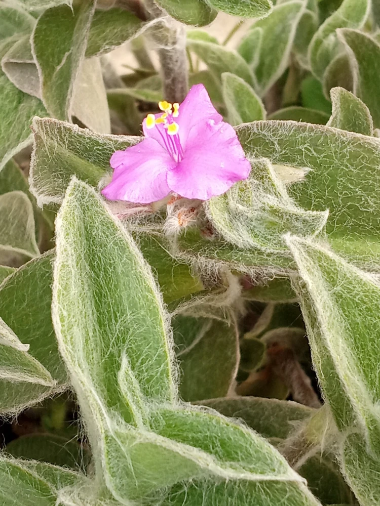 Cobweb Spiderwort Tradescantia Sillamontana Live Cuttings - 7 Pack - Image 1