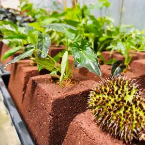 Coco Planter – Eco-Friendly Planter Pot for Plants – Sustainable Gardening - Image 10