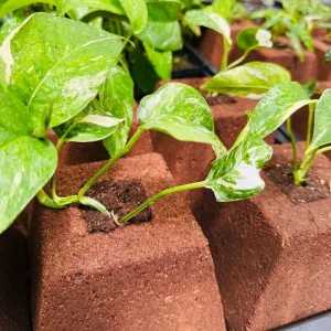Coco Planter – Eco-Friendly Planter Pot for Plants – Sustainable Gardening - Image 9
