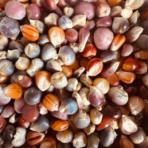 Colorful Glass Gem Corn Seeds - Edible, Decorative, 50 Seeds - Image 2