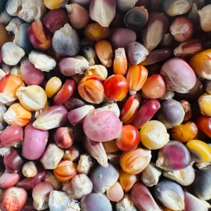 Colorful Glass Gem Corn Seeds - Edible, Decorative, 50 Seeds - Image 3