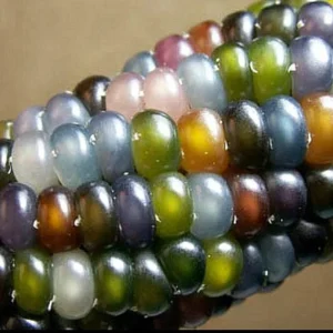Colorful Glass Gem Corn Seeds - Edible, Decorative, 50 Seeds - Image 4
