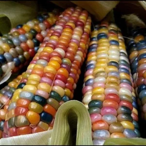 Colorful Glass Gem Corn Seeds - Edible, Decorative, 50 Seeds - Image 5