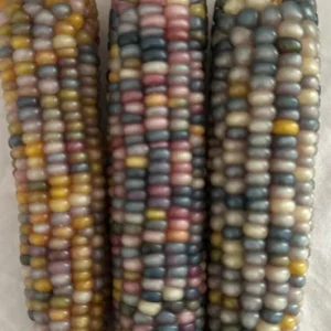 Colorful Glass Gem Corn Seeds - Edible, Decorative, 50 Seeds - Image 6