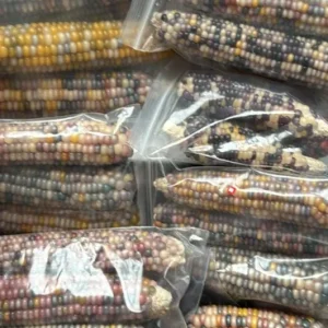 Colorful Glass Gem Corn Seeds - Edible, Decorative, 50 Seeds - Image 7