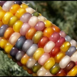 Colorful Glass Gem Corn Seeds - Edible, Decorative, 50 Seeds - Image 8