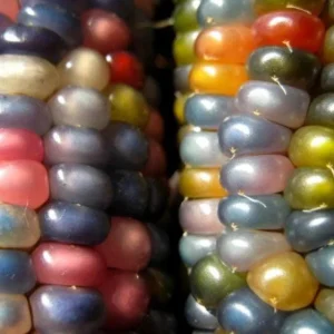 Colorful Glass Gem Corn Seeds - Edible, Decorative, 50 Seeds - Image 9