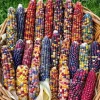 Colorful Glass Gem Corn Seeds - Edible, Decorative, 50 Seeds - Image 1