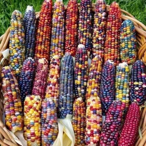 Colorful Glass Gem Corn Seeds - Edible, Decorative, 50 Seeds - Image 1