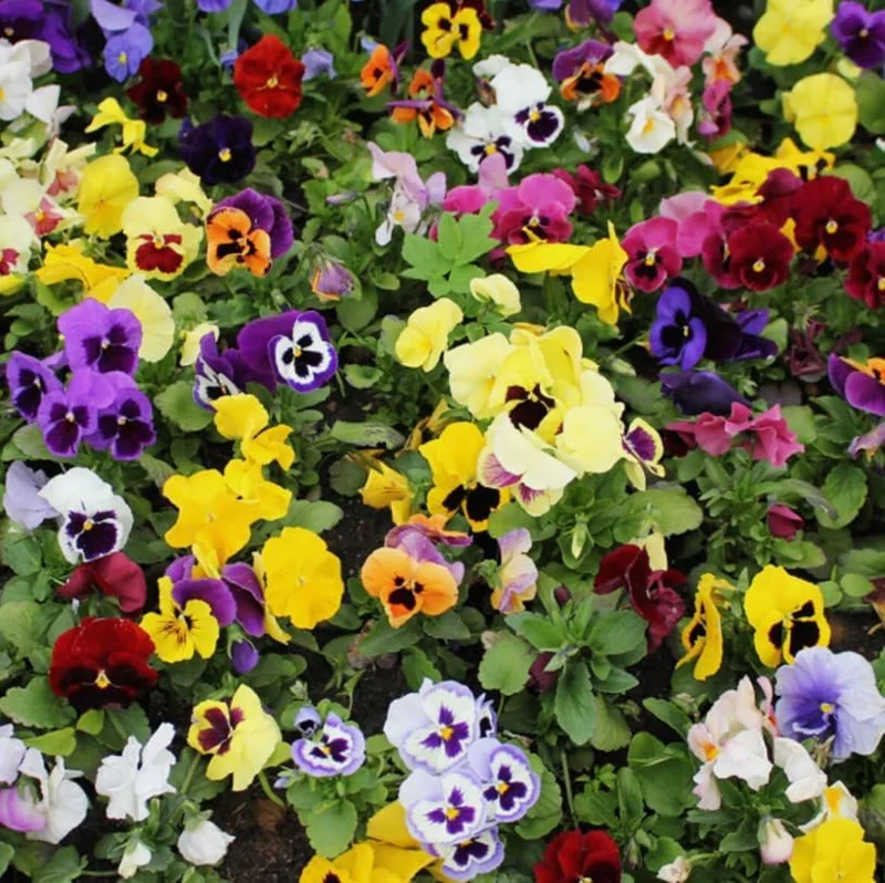 Colorful Pansy Live Plant - 4 inch Pot - Vibrant Viola Flowers for Garden & Planters - Image 3