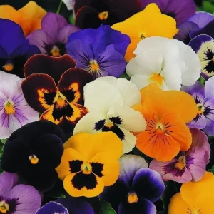 Colorful Pansy Live Plant - 4 inch Pot - Vibrant Viola Flowers for Garden & Planters - Image 5