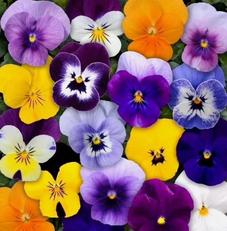 Colorful Pansy Live Plant - 4 inch Pot - Vibrant Viola Flowers for Garden & Planters - Image 6