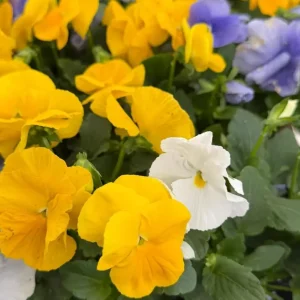 Colorful Pansy Live Plant - 4 inch Pot - Vibrant Viola Flowers for Garden & Planters - Image 7