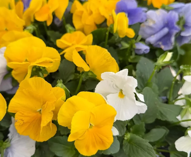 Colorful Pansy Live Plant - 4 inch Pot - Vibrant Viola Flowers for Garden & Planters - Image 7