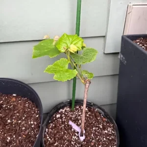Concord Grape Vine Live Plant - Sweet Purple-Blue Grapes, 6-12" Tall, Outdoor - Image 2