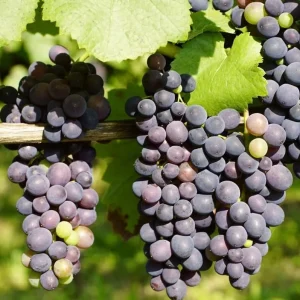 Concord Grape Vine Live Plant - Sweet Purple-Blue Grapes, 6-12