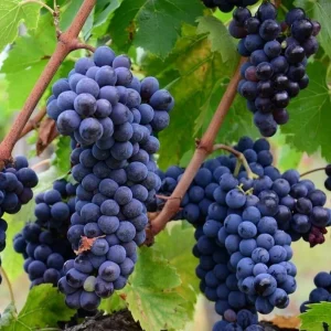 Concord Grape Vine Live Plant - Sweet Purple-Blue Grapes, 6-12