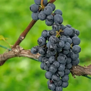 Concord Grape Vine Live Plant - Sweet Purple-Blue Grapes, 6-12