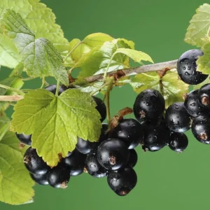 Consort Black Currant Live Plant - 6-12" Tall Dormant Shrub - Cold Hardy Zone 3-8 - Image 2