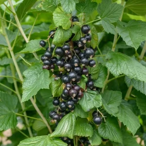 Consort Black Currant Live Plant - Cold Hardy Shrub, 6-12