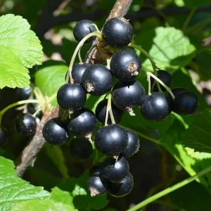Consort Black Currant Live Plant - Cold Hardy Shrub, 6-12