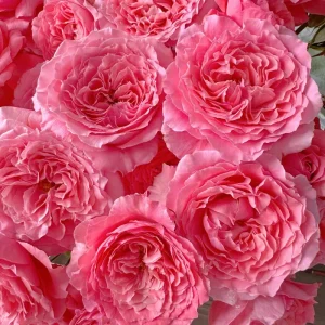 Corail Gelee Rose Live Plant – Heat & Disease Resistant, 150-180 cm Tall, Zones 5-10 Outdoor - Image 2