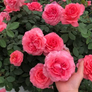 Corail Gelee Rose Live Plant – Heat & Disease Resistant, 150-180 cm Tall, Zones 5-10 Outdoor - Image 3