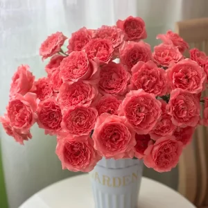 Corail Gelee Rose Live Plant – Heat & Disease Resistant, 150-180 cm Tall, Zones 5-10 Outdoor - Image 5